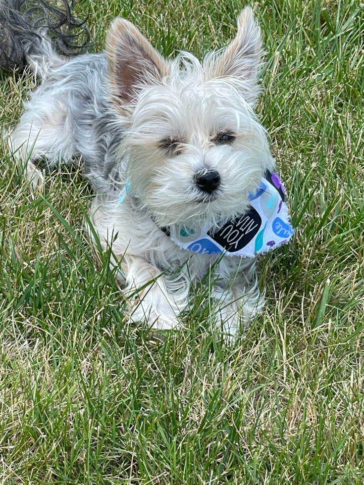 Sweet Morkie Pup