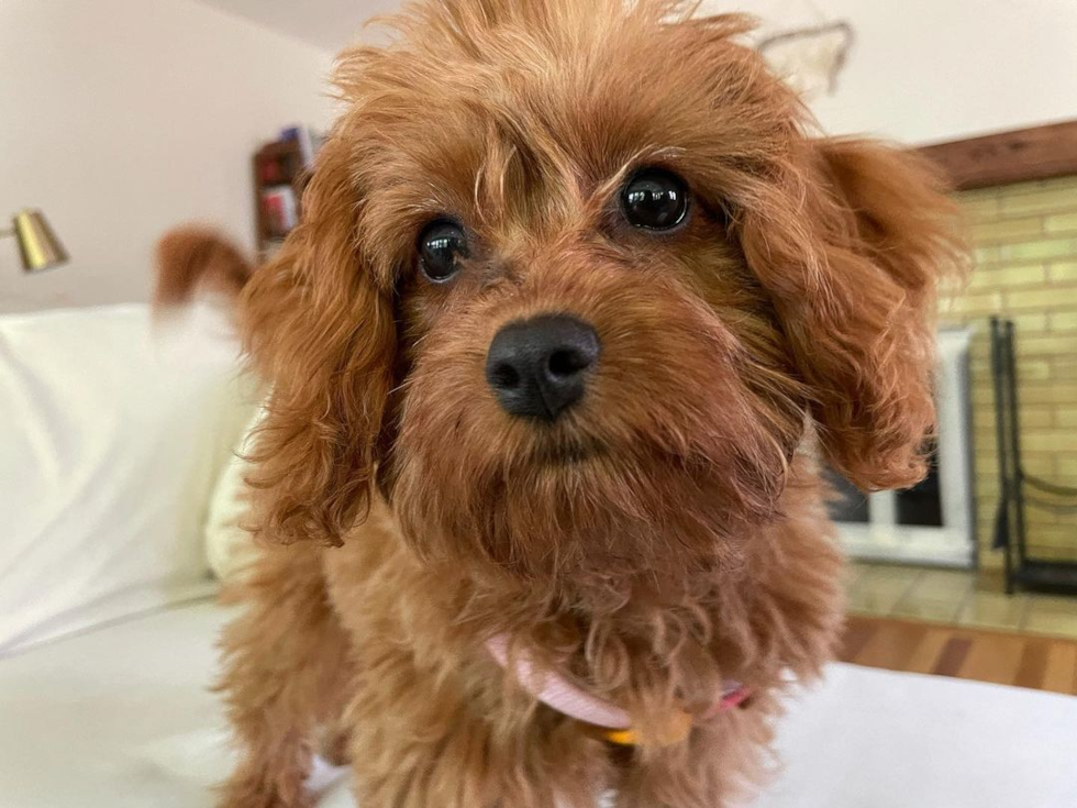 Hypoallergenic Cavoodle Poodle Mix Pup