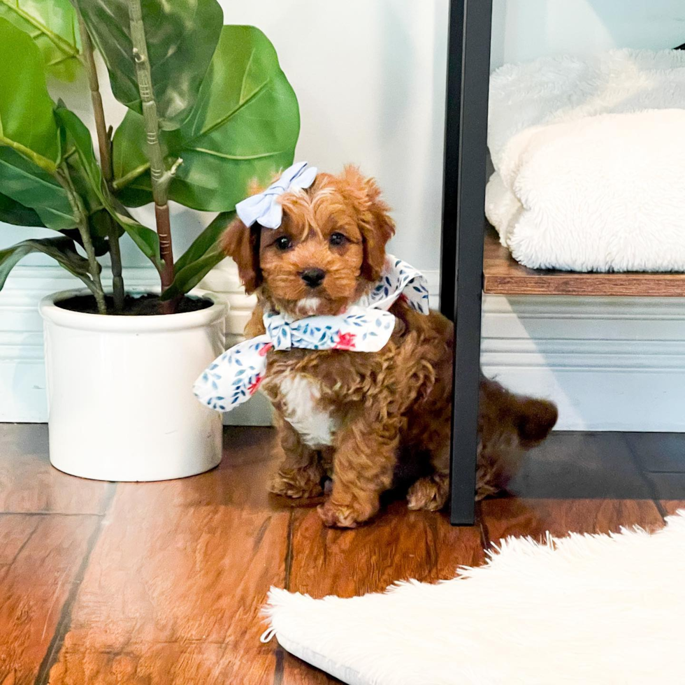 Cavapoo Being Cute