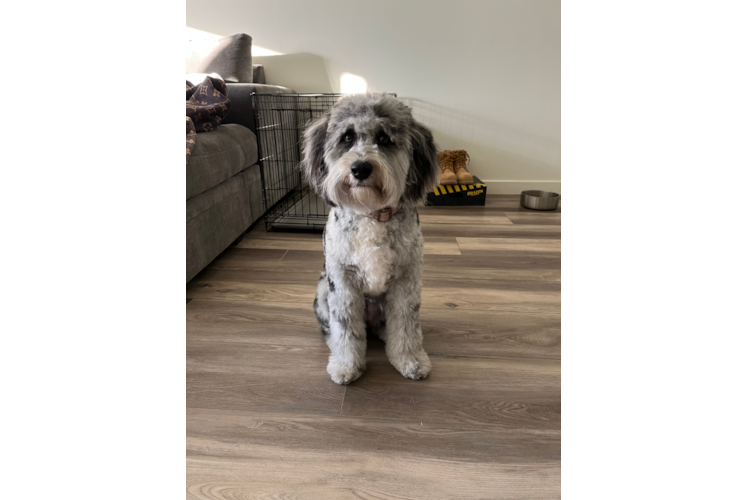 Little Aussiepoo Poodle Mix Puppy