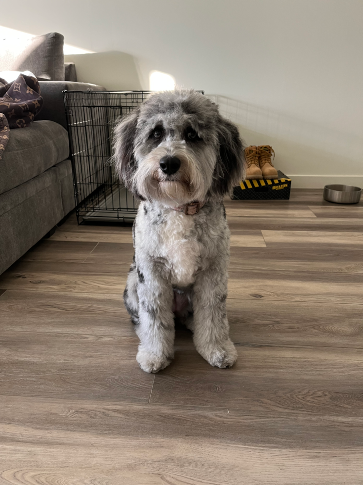 Mini Aussiedoodle Being Cute