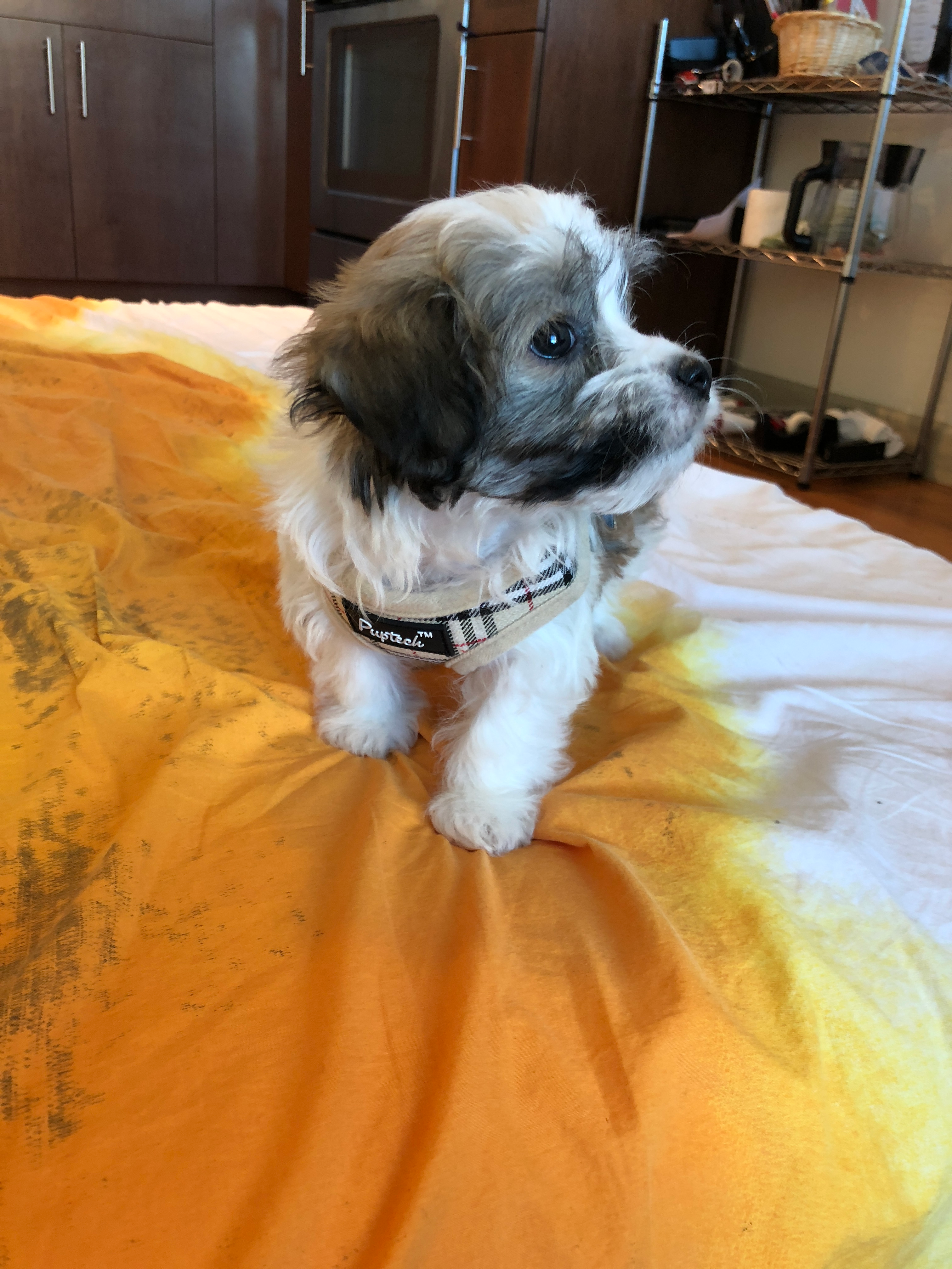 Havanese Puppy for Adoption