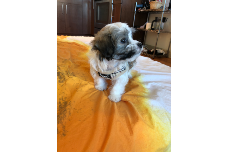 Havanese Puppy for Adoption