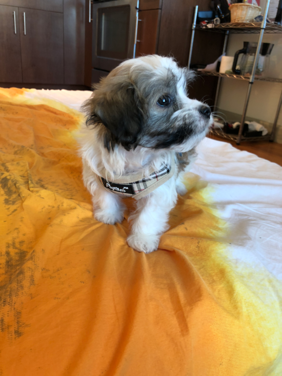 SEATTLE Havanese Pup