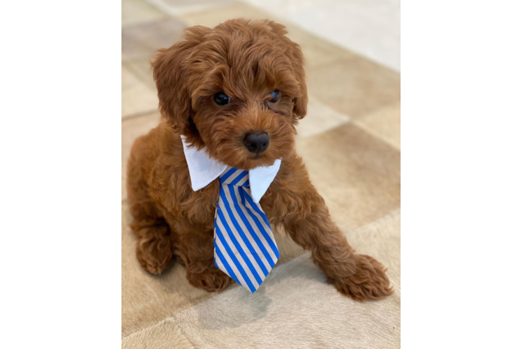 Best Mini Goldendoodle Baby