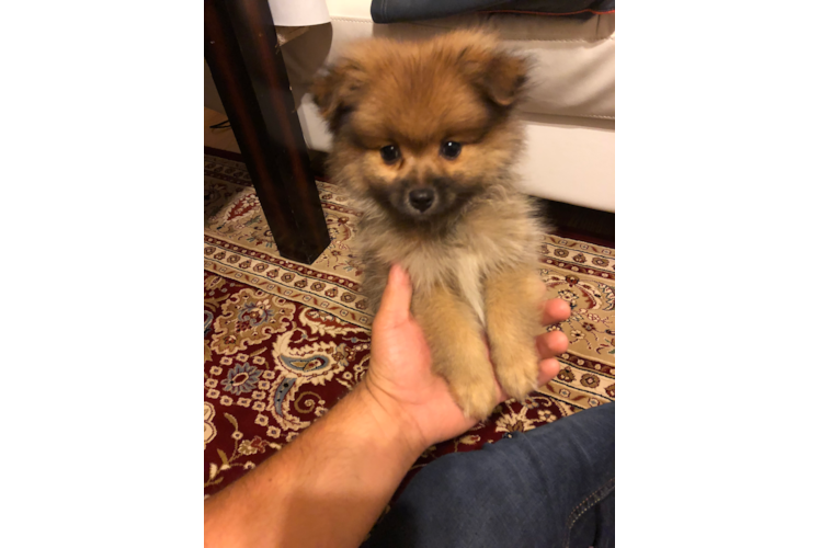 Happy Pomeranian Purebred Puppy