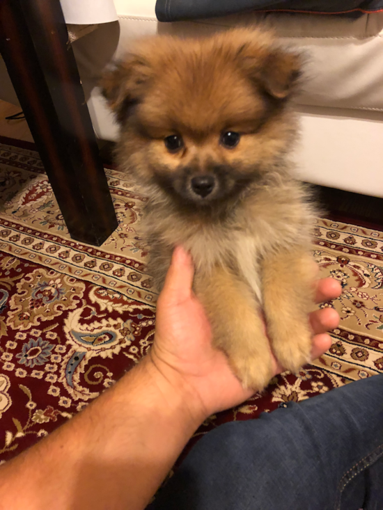 Pomeranian Being Cute