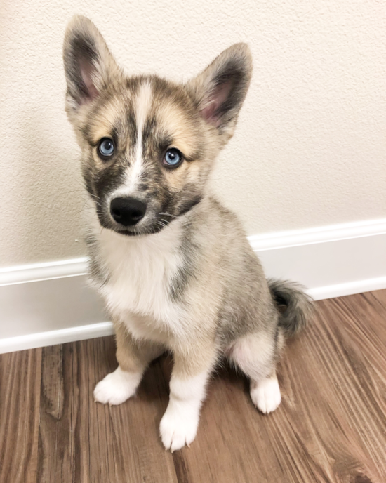 Friendly Pomsky Pup in Camarillo CA