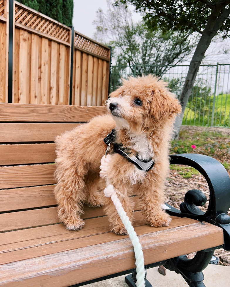 Happy Poochon Pup in Pleasanton CA