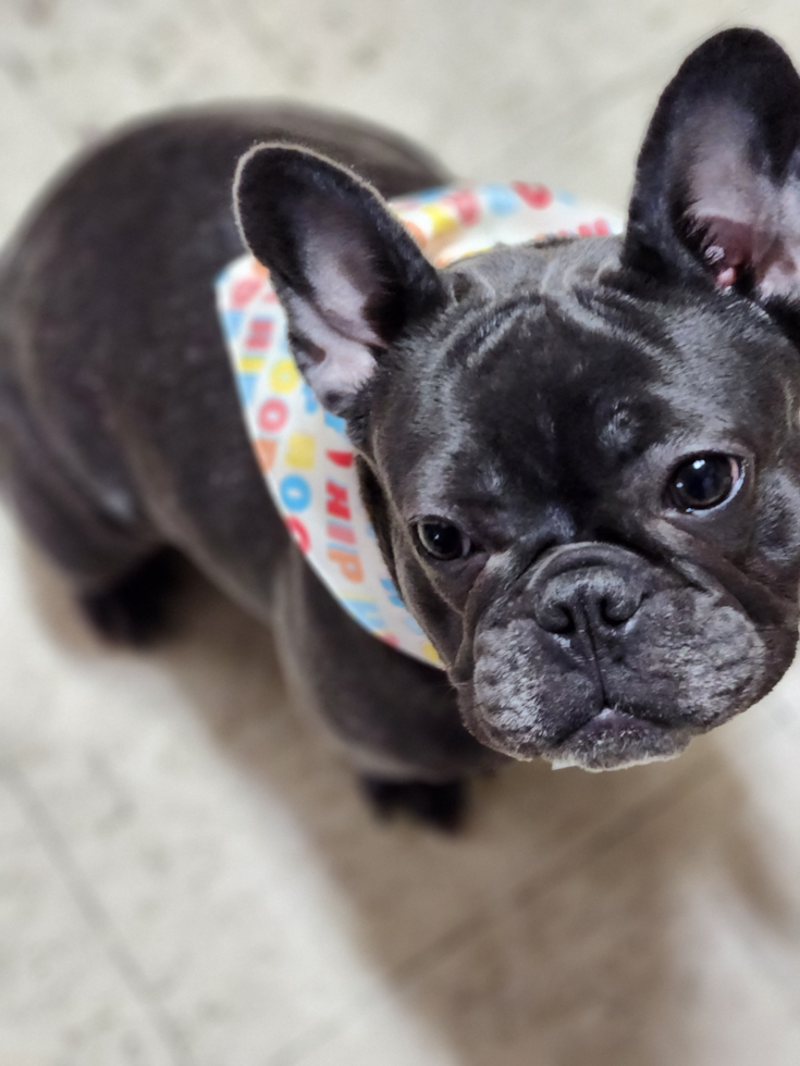 Happy Frenchie Purebred Pup