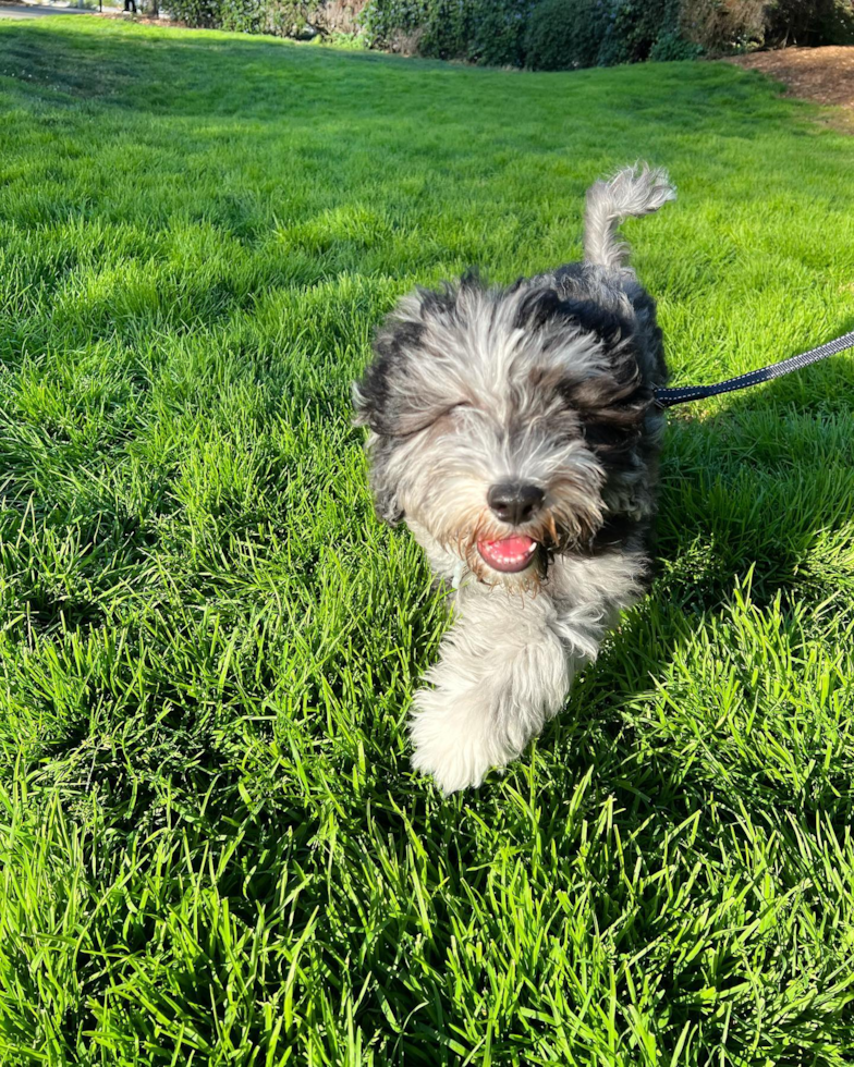 Cute Mini Portidoodle Pup in San Francisco CA