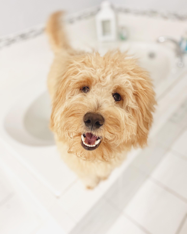 Happy Mini Goldendoodle Pup