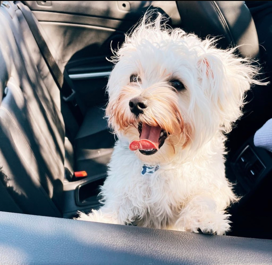 Happy Morkie Baby