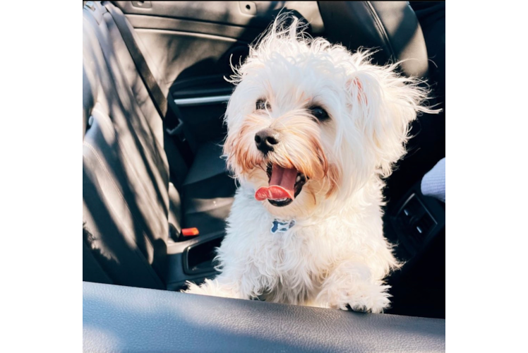 Happy Morkie Baby