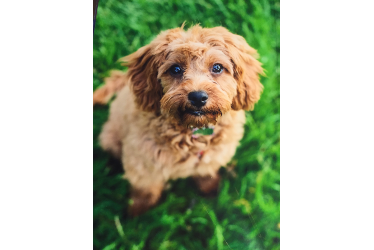 Best Cavapoo Baby