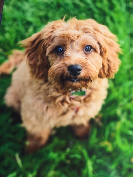 Happy Cavapoo Pup