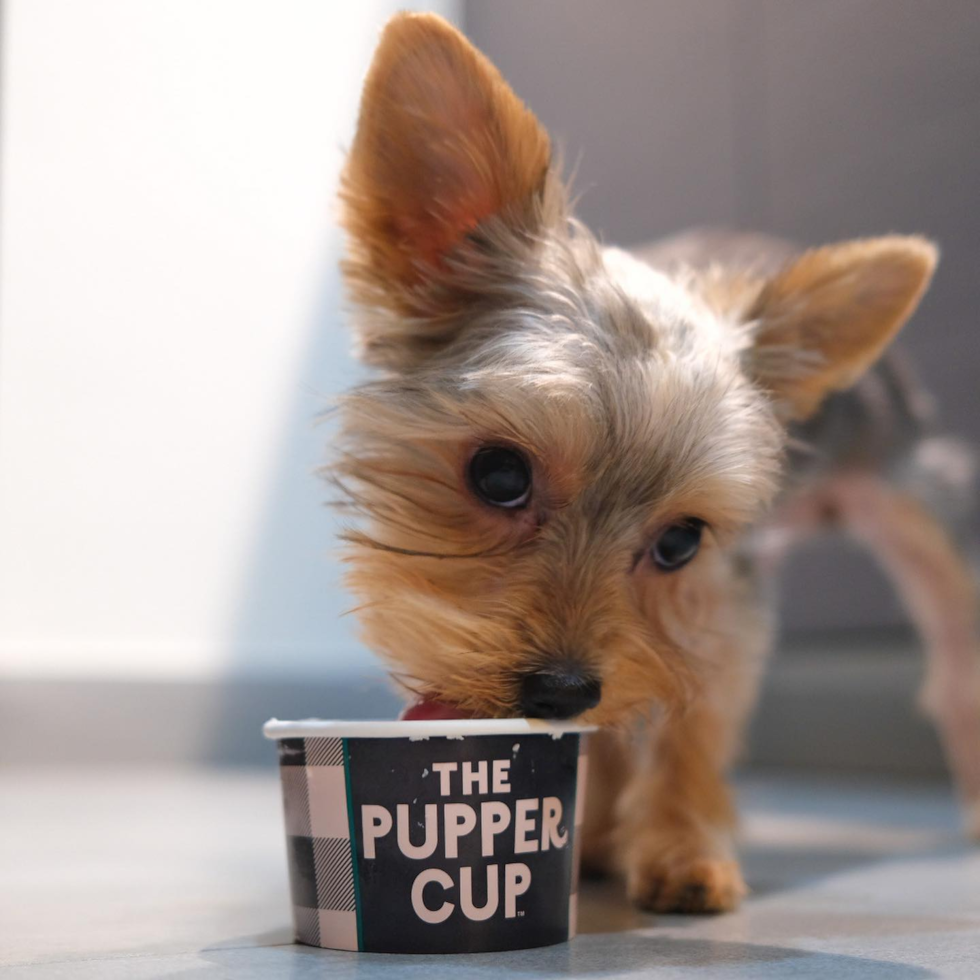 Little Yorkshire Terrier Purebred Pup