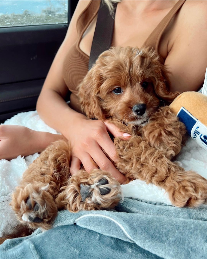 Cavapoo Being Cute