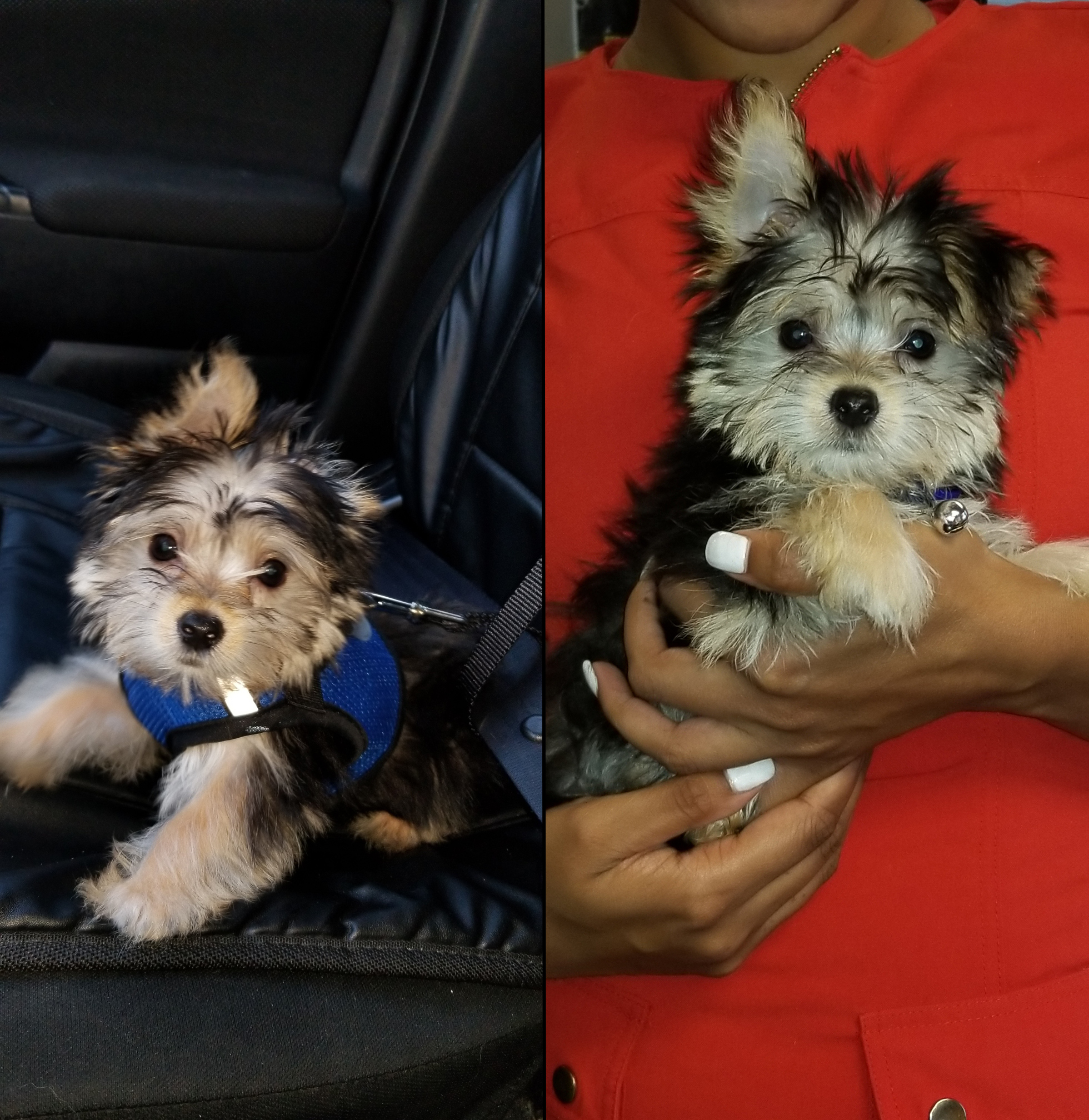 Sweet Morkie Baby