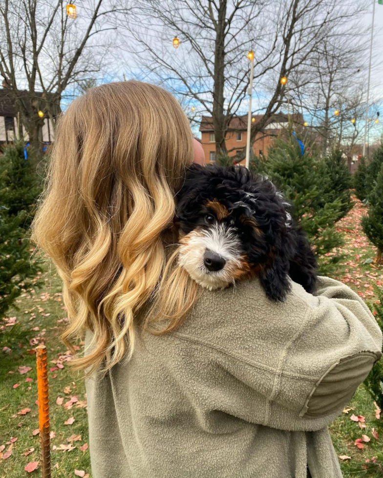 Small Mini Bernedoodle Pup