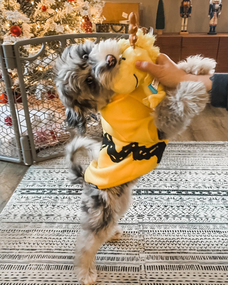 Happy Mini Sheepadoodle Pup