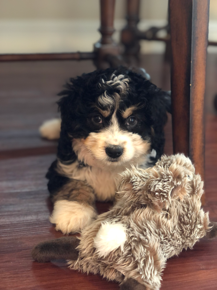 Mini Bernedoodle Being Cute