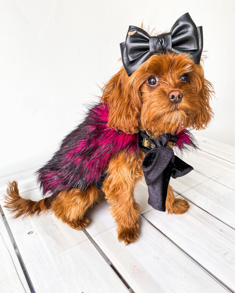 Sweet Cavapoo Pup