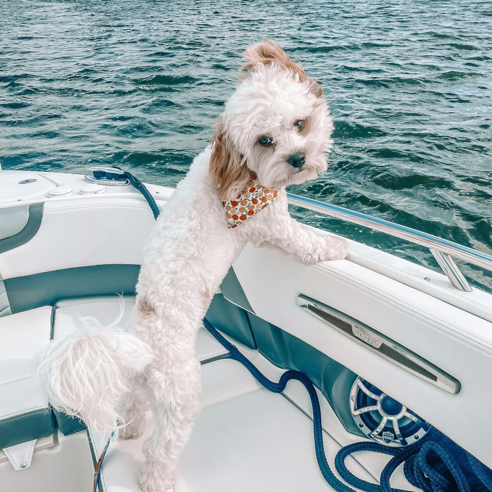 Boston Cavachon Pup