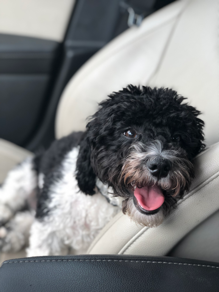 Sweet Cavapoo Pup