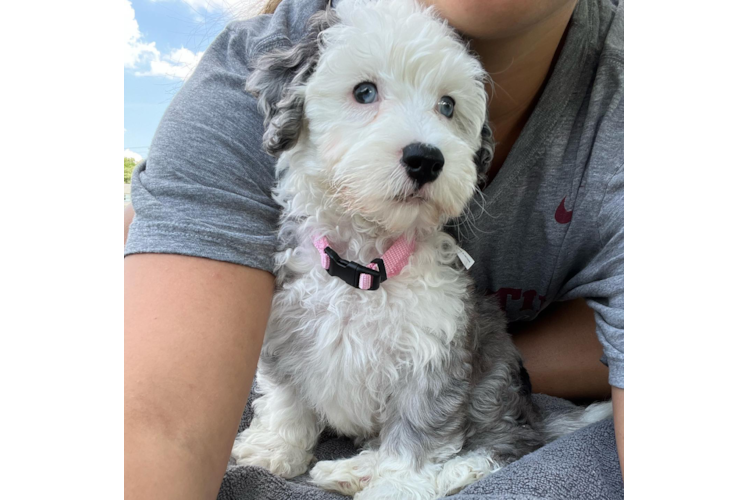 Friendly Mini Sheepadoodle Baby