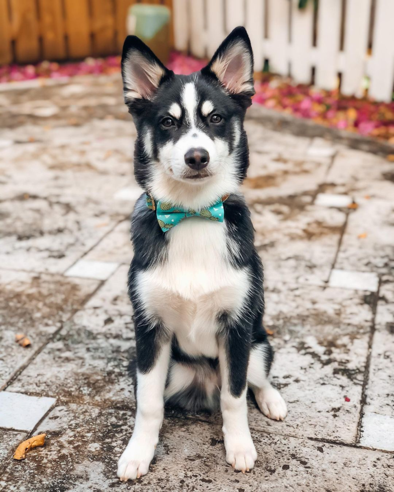 Popular Pomsky Designer Pup