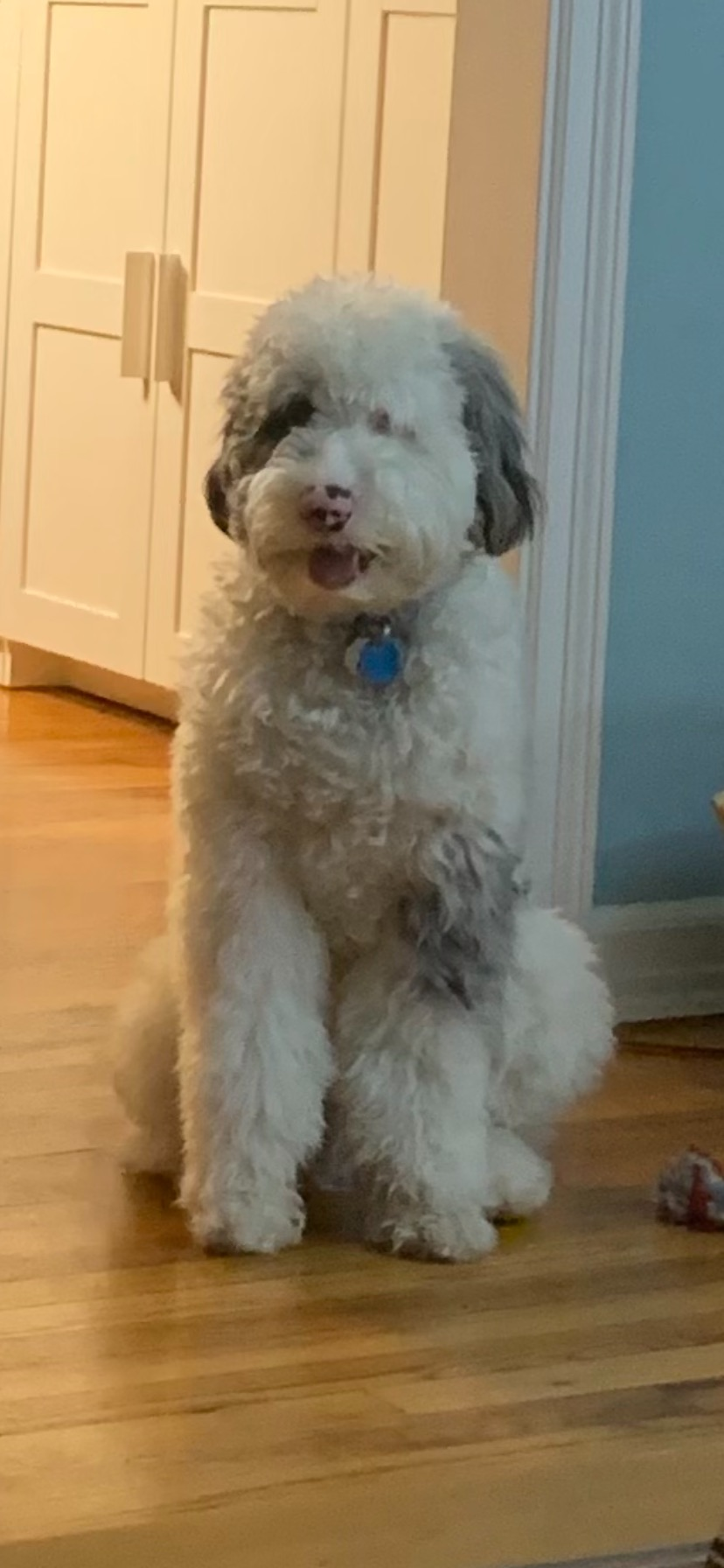 Mini Sheepadoodle Pup Being Cute