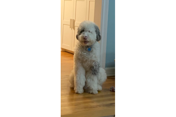 Mini Sheepadoodle Pup Being Cute