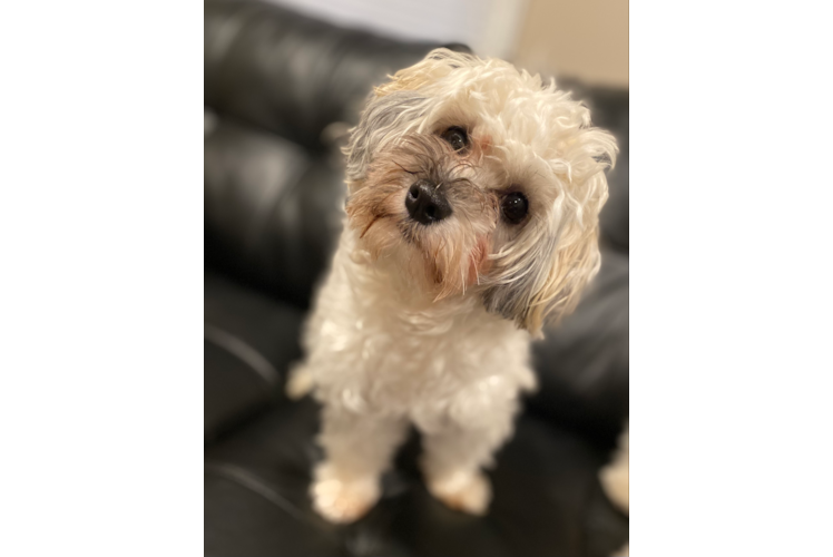 Havanese Pup Being Cute