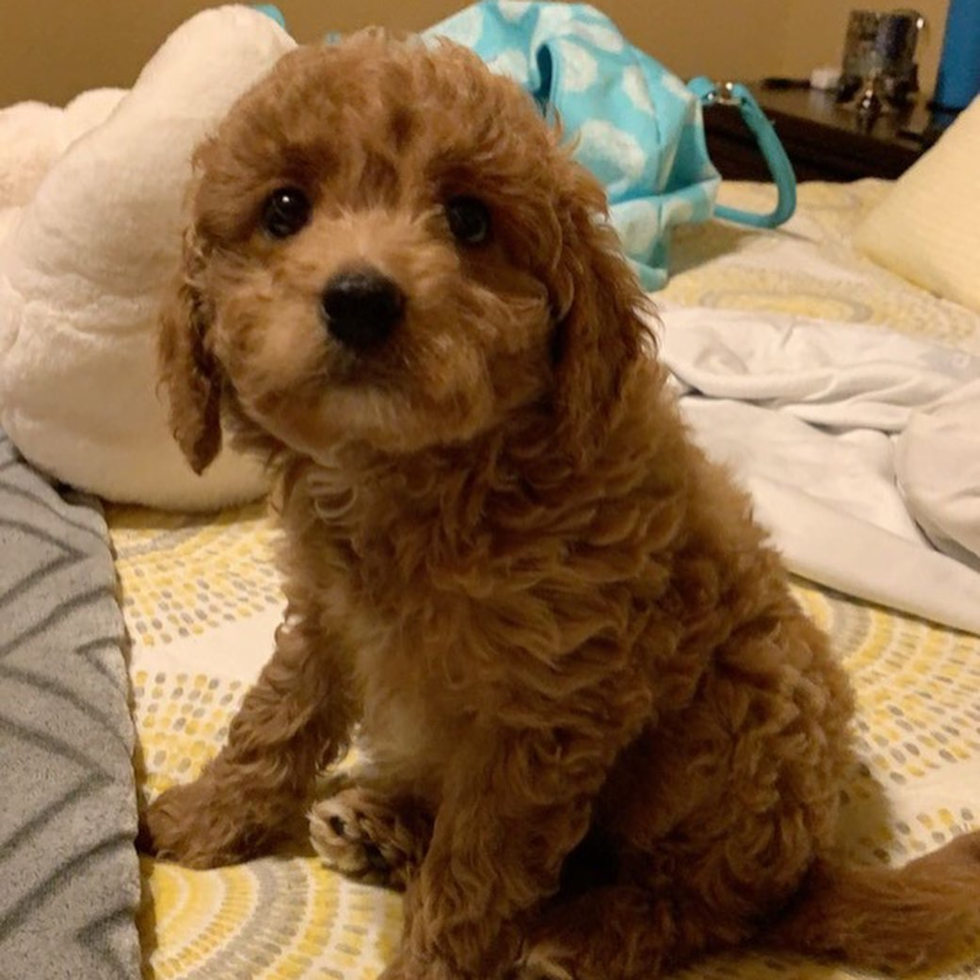 San Antonio Mini Labradoodle Pup