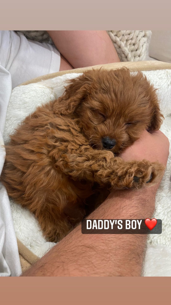 San Mateo Cavapoo Pup