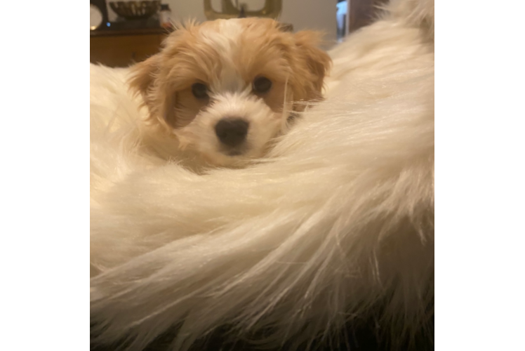 Cute Cavachon Baby