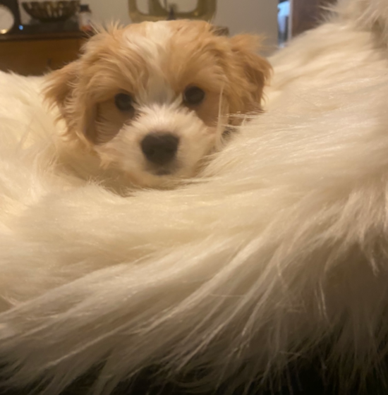 Happy Cavachon Pup