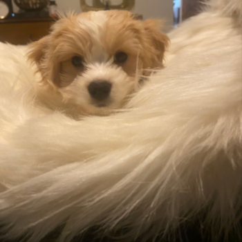 Happy Cavachon Pup