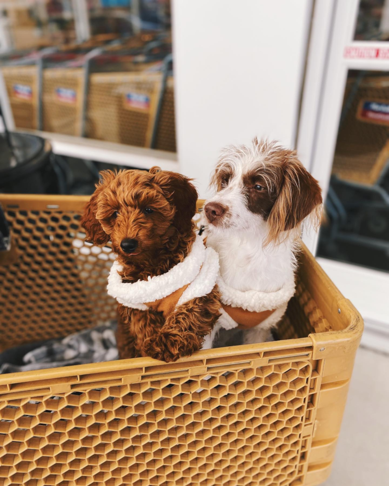 Sparks Mini Labradoodle Pup