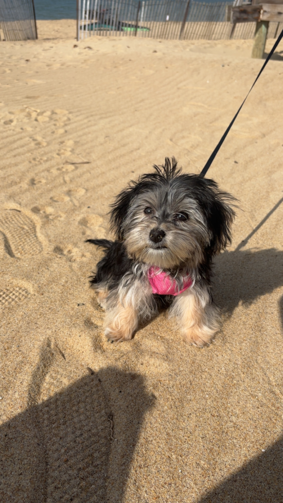 Morkie