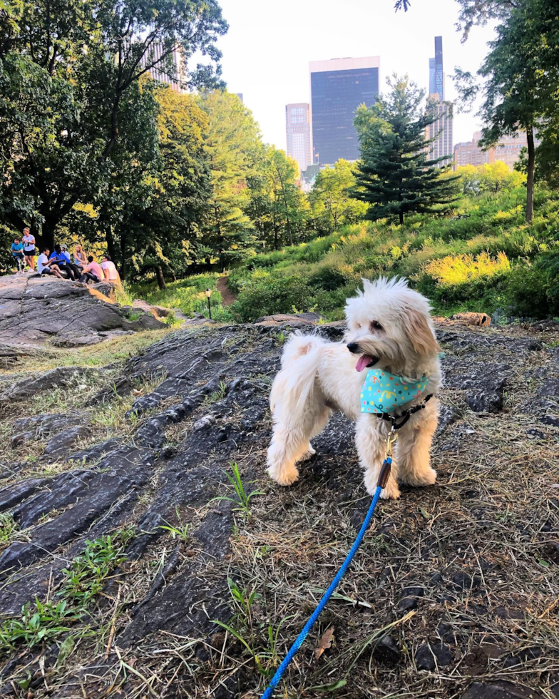 Cute Maltipoo Pup