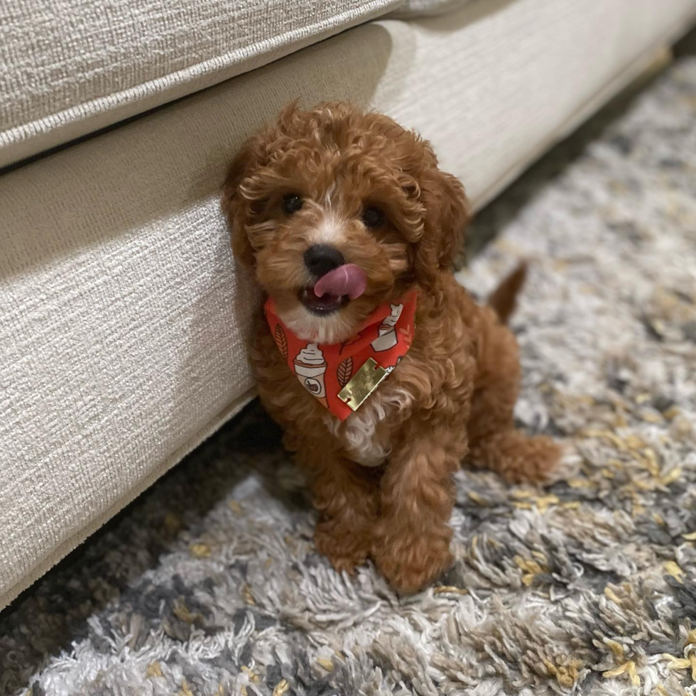 Cute Cavapoo Pup