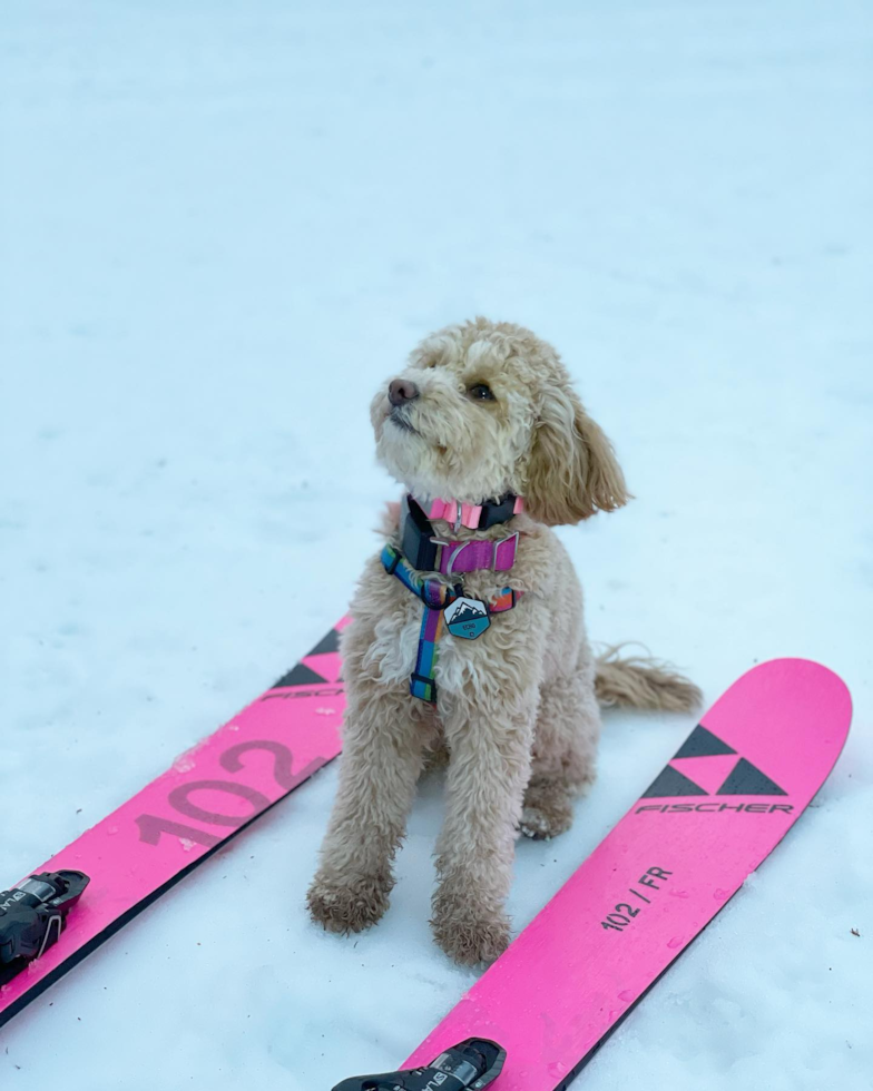 Akc Registered Poodle Purebred Pup