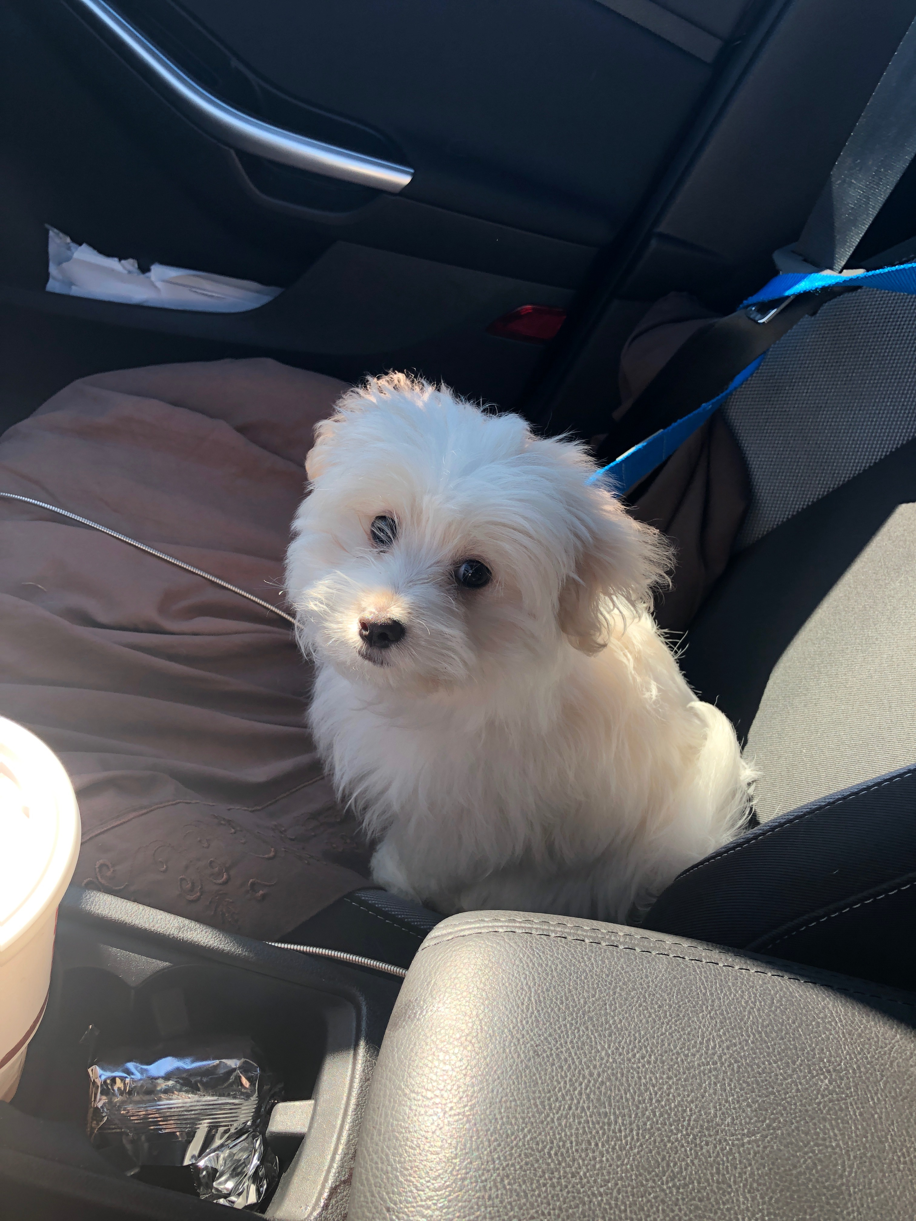 Maltipom Puppy for Adoption