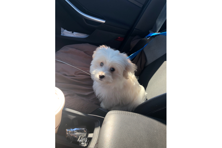 Maltipom Puppy for Adoption