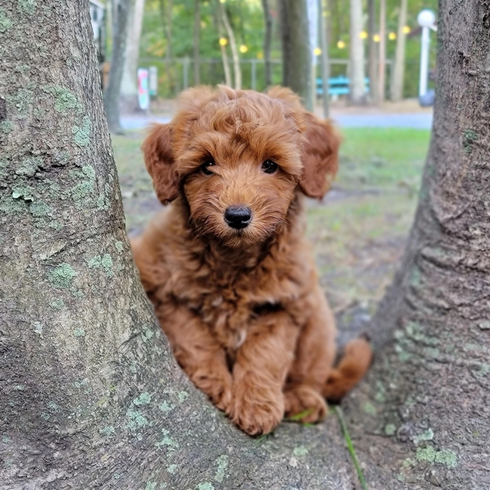 Popular Mini Goldendoodle Poodle Mix Pup