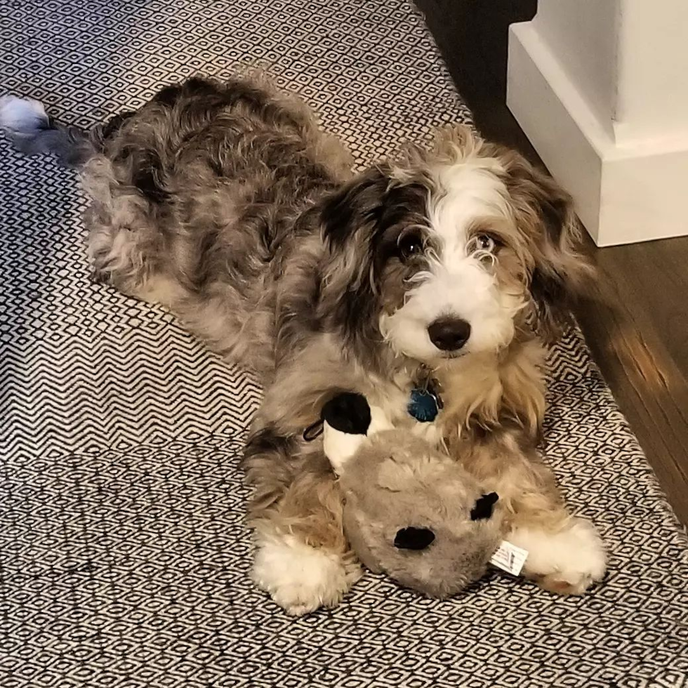 Croton on Hudson Mini Bernedoodle Pup