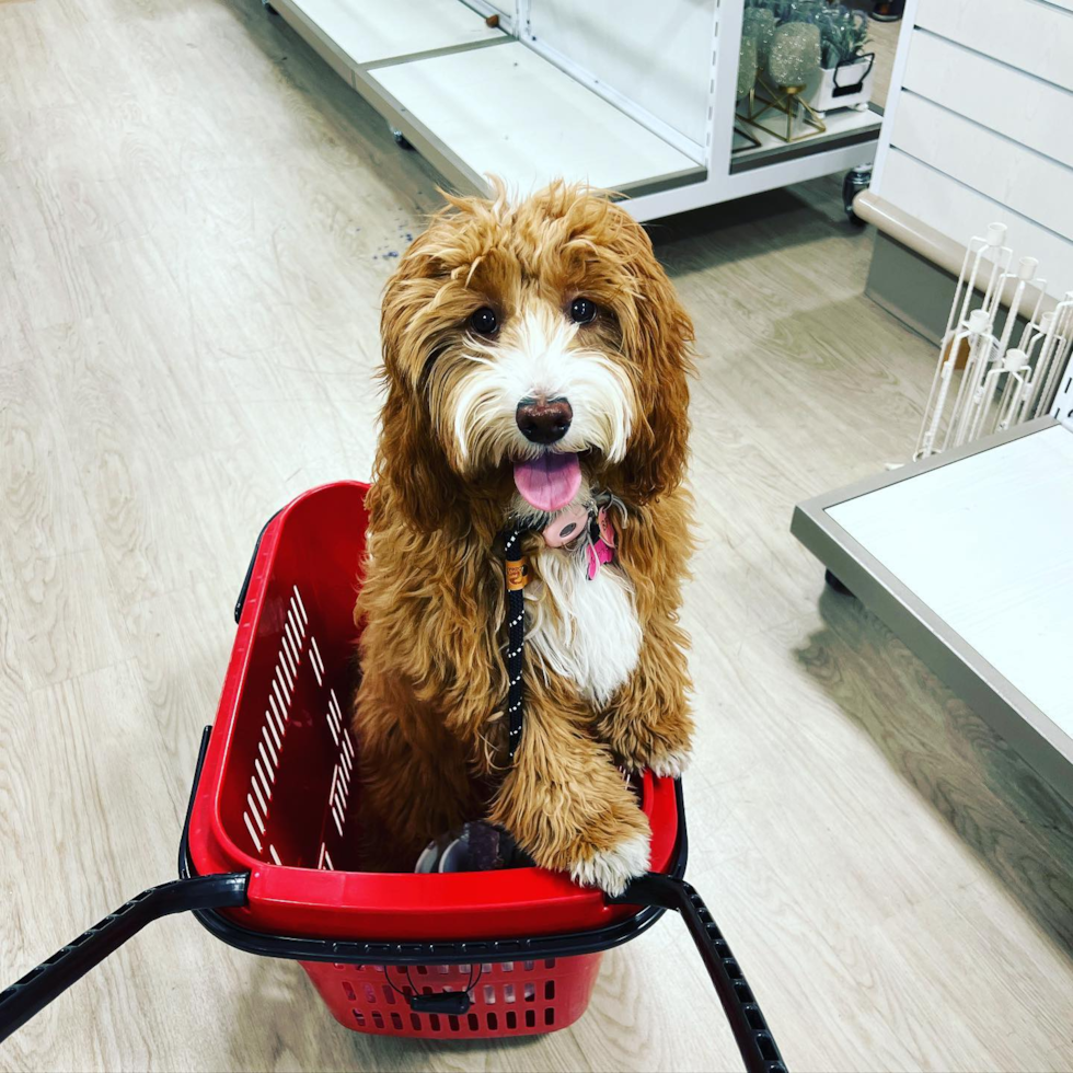 Small Mini Goldendoodle Pup in Los Angeles CA