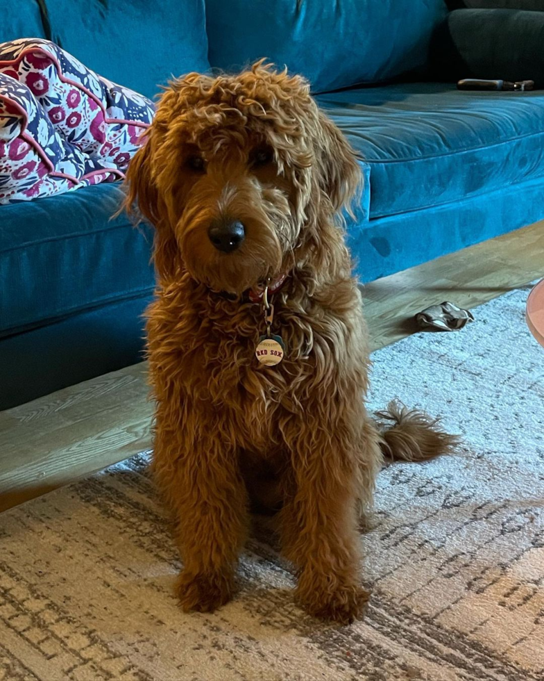 Sweet Mini Goldendoodle Pup